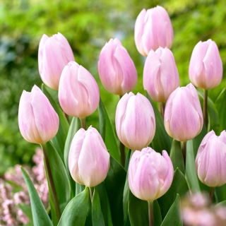 Tulipan Sweet Flag - GIGA paczka! - 250 szt.