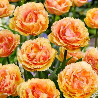 Tulipan Vaya Con Dios - GIGA paczka! - 250 szt.