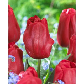 Tulipan Idol - GIGA paczka! - 250 szt.