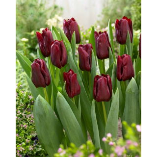 Tulipan Mascara - GIGA paczka! - 250 szt.