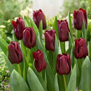 Tulipan Mascara - GIGA paczka! - 250 szt.