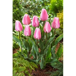 Tulipan Synaeda Amor - GIGA paczka! - 250 szt.