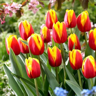 Tulipan Andre Citroen - GIGA paczka! - 250 szt.