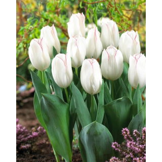 Tulipan Diamond Jubilee - GIGA paczka! - 250 szt.