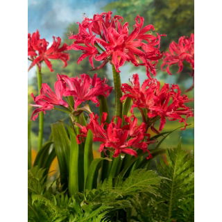 Nerine Pearls of Cherry - duża paczka! - 10 szt.