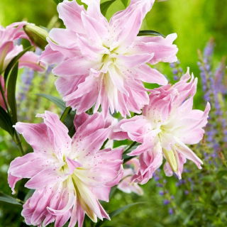 Lilia - Lotus Elegance - orientalna, pełna - GIGA paczka! - 50 szt.