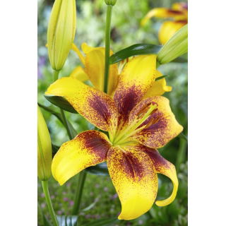 Lilia - Yellow Brush - GIGA paczka! - 50 szt.