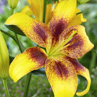 Lilia - Yellow Brush - GIGA paczka! - 50 szt.