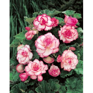 Begonia - Rosebud - różowa - duża paczka! - 20 szt.