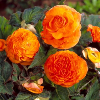 Begonia pełna - miedziana - duża paczka! - 20 szt.