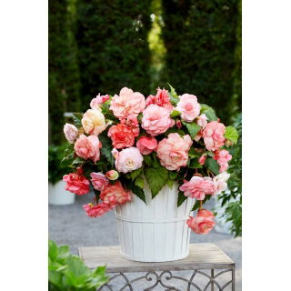 Begonia zwisająca - Splendide Flamenca - duża paczka! - 20 szt.