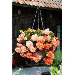 Begonia zwisająca - Splendide Apricot - duża paczka! - 20 szt.