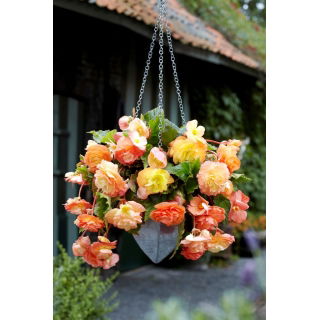 Begonia zwisająca - Splendide Ballerina - GIGA paczka! - 100 szt.