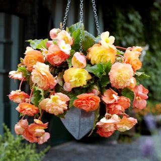 Begonia zwisająca - Splendide Ballerina - GIGA paczka! - 100 szt.