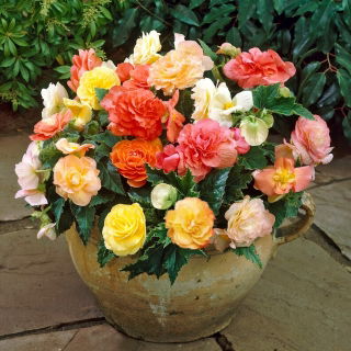 Begonia Pastel mix - GIGA paczka! - 100 szt.