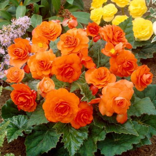 Begonia wielokwiatowa - Multiflora Maxima - pomarańczowa - GIGA paczka! - 100 szt.