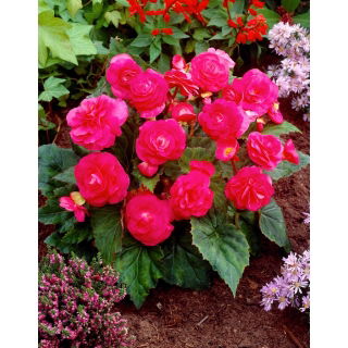 Begonia wielokwiatowa - Multiflora Maxima - różowa - duża paczka! - 20 szt.