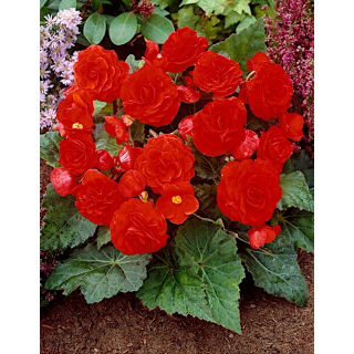 Begonia wielokwiatowa - Multiflora Maxima - czerwona - duża paczka! - 20 szt.