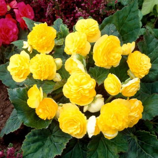 Begonia wielokwiatowa - Multiflora Maxima - żółta - GIGA paczka! - 100 szt.