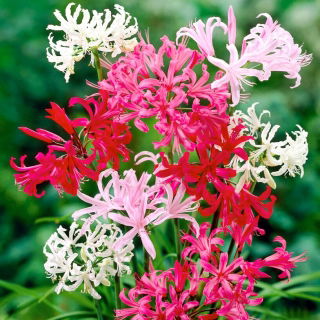Nerine - mix kolorów - GIGA paczka! - 50 szt.