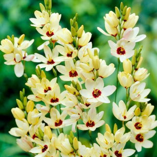 Ixia - Marquette - GIGA paczka! - 1250 szt.