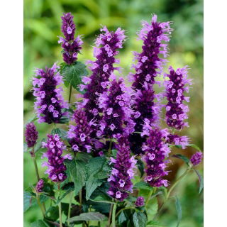 Agastache, Kłosowiec - Black Adder - duża paczka! - 10 szt.