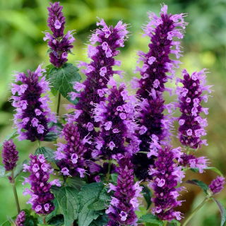 Agastache, Kłosowiec - Black Adder - duża paczka! - 10 szt.