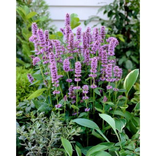 Agastache, Kłosowiec - Blue Fortune - duża paczka! - 10 szt.