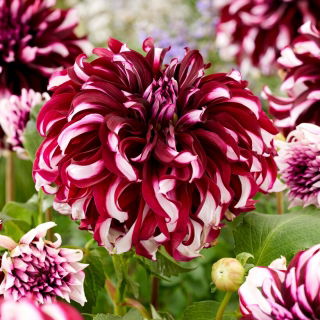 Dalia - Tartan - GIGA paczka! - 50 szt.