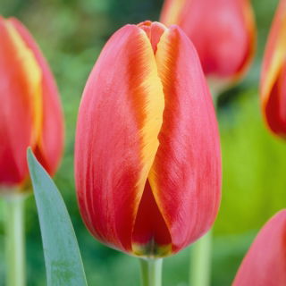 Tulipan Worlds Friend - 5 szt.
