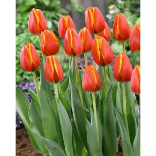Tulipan Worlds Friend - 5 szt.