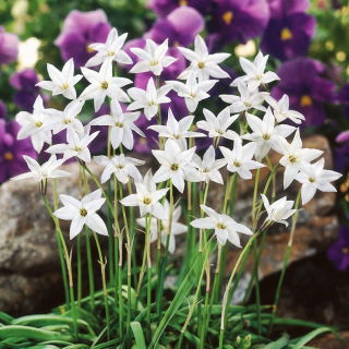 Ipheion - Ifejon - White Star - duża paczka! - 100 szt.