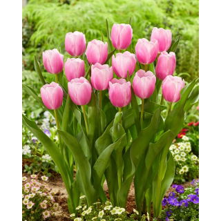 Tulipan Argos - duża paczka! - 50 szt.