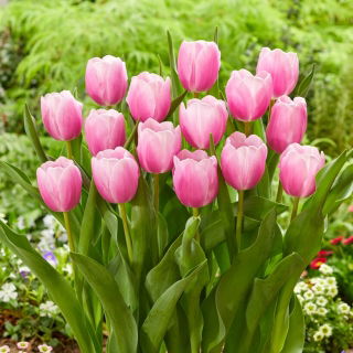 Tulipan Argos - duża paczka! - 50 szt.