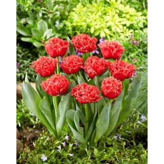 Tulipan Bendigo - duża paczka! - 50 szt.