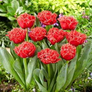 Tulipan Bendigo - duża paczka! - 50 szt.