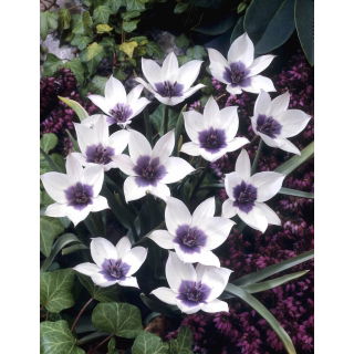 Tulipan Alba Coerulea Ocul - 5 szt.