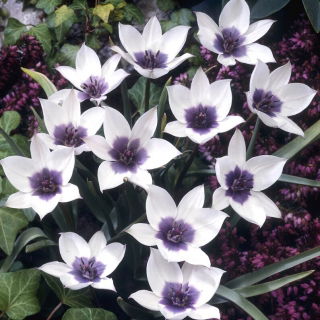 Tulipan Alba Coerulea Ocul - GIGA paczka! - 250 szt.