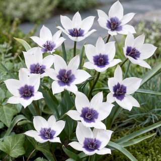 Tulipan Alba Coerulea Ocul - duża paczka! - 50 szt.