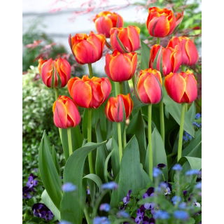Tulipan Queensday - duża paczka! - 50 szt.