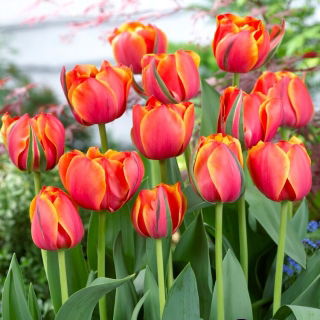 Tulipan Queensday - duża paczka! - 50 szt.