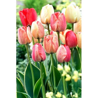 Tulipan Silverstream - GIGA paczka! - 250 szt.