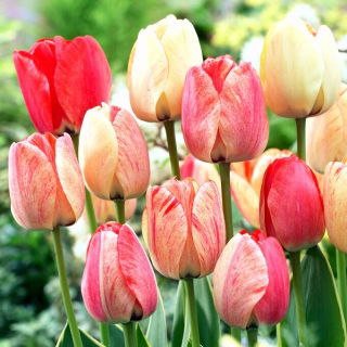 Tulipan Silverstream - GIGA paczka! - 250 szt.