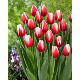 Tulipan Timeless - duża paczka! - 50 szt.