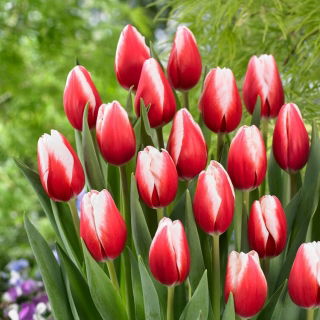 Tulipan Timeless - GIGA paczka! - 250 szt.