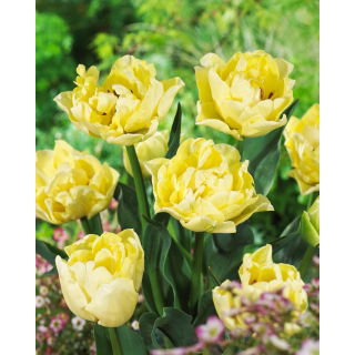 Tulipan Avant Garde - duża paczka! - 50 szt.