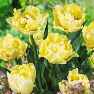 Tulipan Avant Garde - duża paczka! - 50 szt.