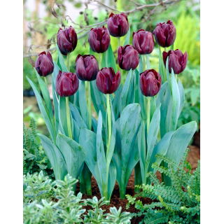 Tulipan Blackjack - duża paczka! - 50 szt.