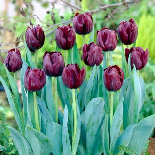 Tulipan Blackjack - duża paczka! - 50 szt.