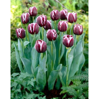 Tulipan Jackpot - GIGA paczka! - 250 szt.